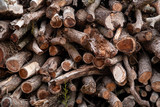 Fototapeta  - Wood logs