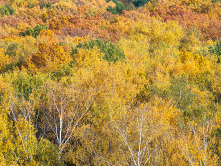 Wall Mural - view of colorful woodland on sunny autumn day