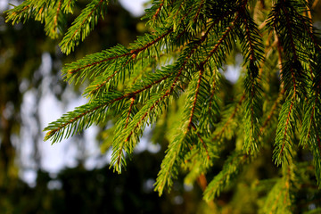 Wall Mural - Green fresh branches of spruce. Coniferous tree. New Year winter background.