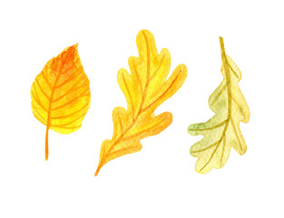 Hand drawn watercolor autumn floral collections. Set of yellow and green fall leaves isolated on white. Includes two oak leaves and birch one