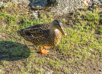 Wall Mural - Duck Portrait Macro