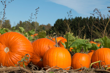 pumpkin patch full of colorful orange pumpkins and squash at a farm