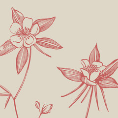 Wall Mural - Double Columbine flowers. Collection of hand drawn flowers and plants. Botany. Set. Vintage flowers. Black and white illustration in the style of engravings