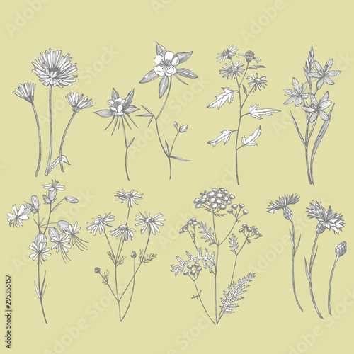 Collection of hand drawn flowers and herbs. Botanical plant illustration. Vin...