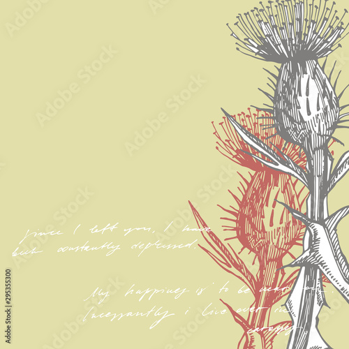 Thistle or daisy flower. Botanical illustration. Good for cosmetics, medicine...