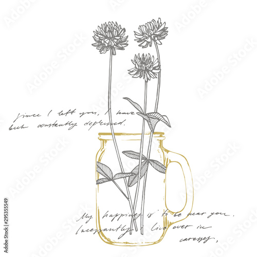 Clover plants. Botanical illustration. Good for cosmetics, medicine, treating...