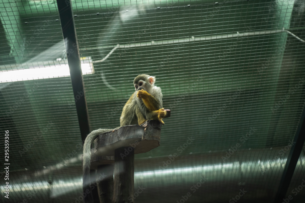 małpka Sajmiri wiewiórcza w zoo - obrazy, fototapety, plakaty 