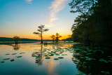 Fototapeta  - Sunset view with bald cypress trees and lily pads at Caddo Lake near Uncertain, Texas