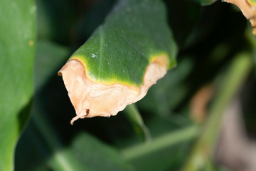 Dry leaf, plant disease close up