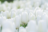 Fototapeta Tulipany - white tulips