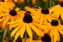Bright Yellow Rudbeckia Or Black Eyed Susan Flowers