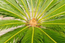 Close-up View Of The Flower Of The Sago Palm Tree (Cycas Revoluta) Surrounded By Glossy Bright Green Foliage