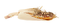 Damaged Decorative Indian Corn Cob With Eaten Niblets