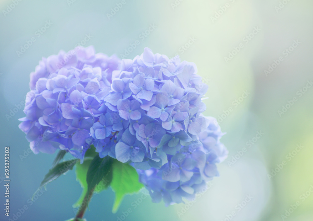 Blue hydrangea flowers close up - obrazy, fototapety, plakaty 