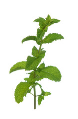 Poster - mint branch