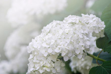 Blooming White Hydrangea Plants In Full Bloom
