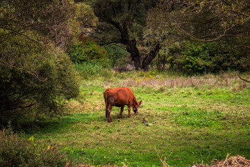 Brown cow on a grassy meadow pasture on a cloudy day