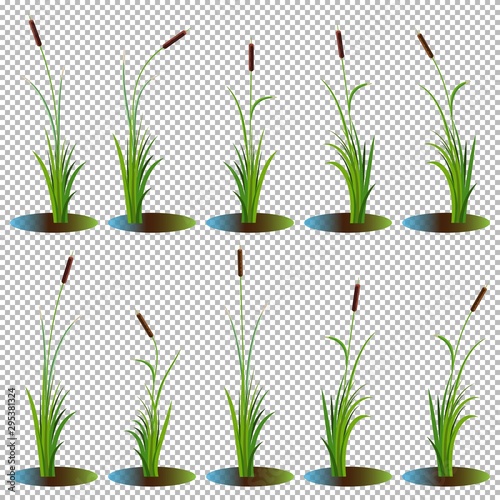 Fotografía Set of 10 variety reeds with leaves on stem