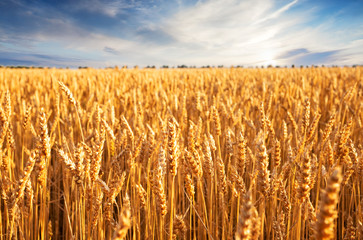 Wall Mural - golden ears of wheat in field under blue sky