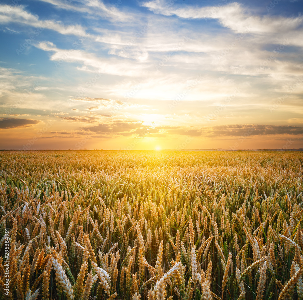 Wheat field at the sunset - obrazy, fototapety, plakaty 