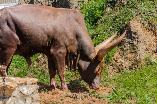 Fotografía a watusi enjoying in its enclosure