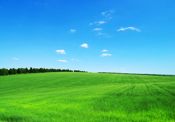 Fotomurales - green field and blue sky