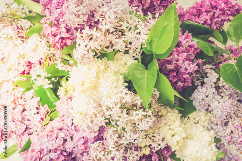 Fresh lilac flowers