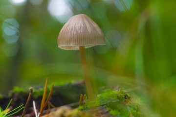 Autumn, mushroom, funghi, fungus, delicate head on thin leg, transparent, beige on moss, macro, closeup, nature, forest, focus, bokeh