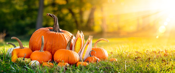 Wall Mural - pumpkins corn and gourds on grass in field with trees and sunset background - thanksgiving/harvest