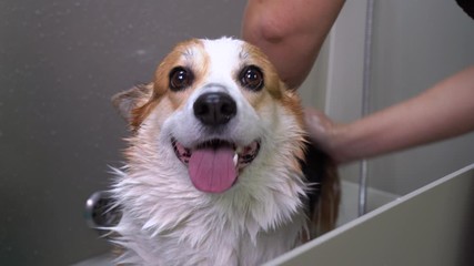 Wall Mural -  welsh corgi pembroke dog taking a shower with soap and water.  Dog taking a bubble bath in grooming salon.