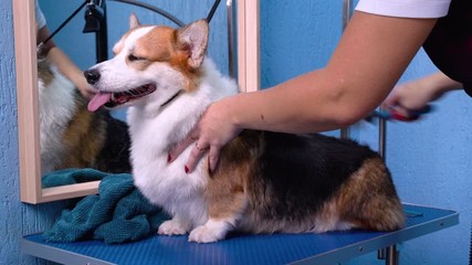 Wall Mural - A handsome welsh corgi pembroke getting his fur dried with a blower at the groomer in grooming salon.