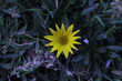El girasol es una de las flores más actualizadas actualmente debido a sus múltiples propiedades, sus variados usos o simplemente porque es una flor hermosa de color amarillo
