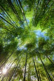 Fototapeta Na ścianę - bamboo forest with beautiful green natural background in blue sky
