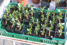 Many Small Desert Rose Plants Displayed Outdoors