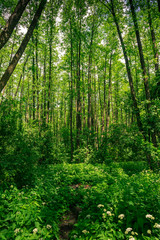 Wall Mural - Beautiful green forest with tall trees on summer day