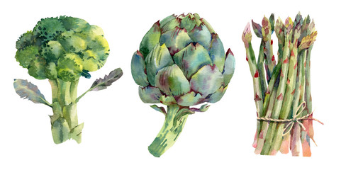 Green asparagus, artichoke and broccoli. Hand drawn watercolor botanical illustration. Isolated on white background