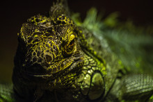 Close Up Bright Green Iguana Looking At The Camera