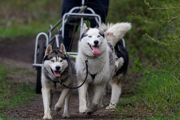  Chien de traîneau en course