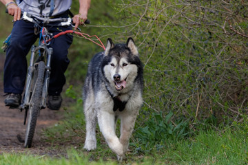  Chien de traîneau en course
