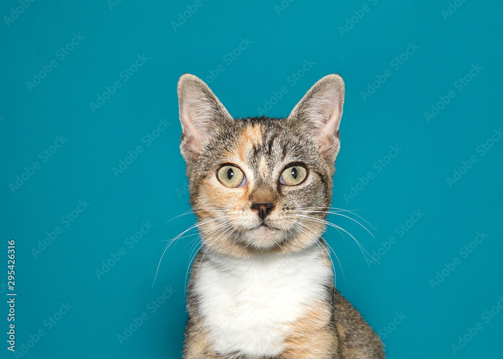 Close up portrait of a wide eyed calico kitten looking directly at viewer with surprised expression. Teal green background. - obrazy, fototapety, plakaty 