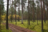 Fototapeta Na ścianę - autumn forest on a cloudy day