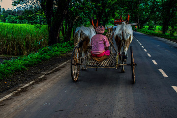 Picture of a old man riding bullock cart on the road on the way to work in India