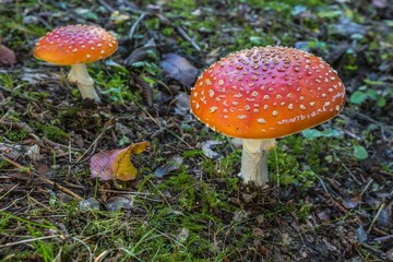 Two red fly agaric mushrooms with white-spotted caps growing in a forest on a sunny autumn day. Green grass, moss and dry leaves on ground.