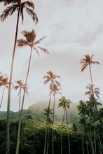 Low Angle Vertical Shot Of High Babassu Palm Trees Under The Crazy Sky Surrounded By Green Mountains