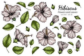 Wall Mural - Set of Hibiscus flower and leaf drawing illustration on white backgrounds.