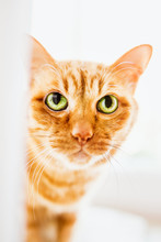 Clever Green-eyed Red Cat With Big Guilty Eyes