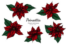 Collection Set Of Poinsettia Flower And Leaves Drawing Illustration.