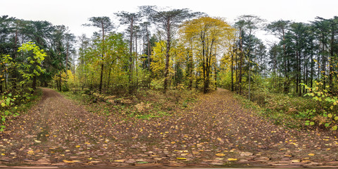 Wall Mural - full seamless spherical hdri panorama 360 degrees  angle view on pedestrian road in autumn forest in equirectangular projection content. ready for AR VR virtual reality content