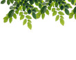 green leaf isolated white background