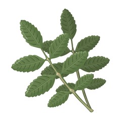 Two brunches with pinnately compound green leaves of sumac, containing high levels of tannins and using in manufacture of leather. Cartoon vector illustration isolated on white background.